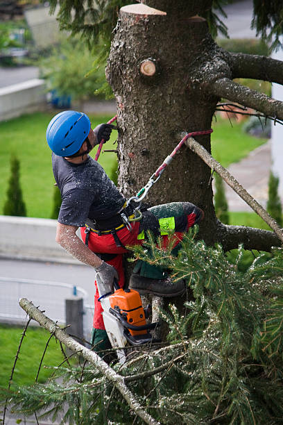 Lawn Renovation and Restoration in Ocoee, FL